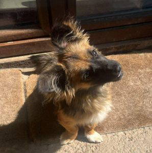 Sammy a black and brown rescue dog | 1 dog at a time rescue UK