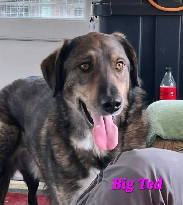 Big Ted – In the UK