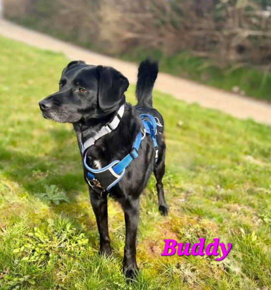 Buddy a black rescue dog 1_1 dog at a time rescue UK Buddy a black rescue dog | 1 dog at a time rescue UK