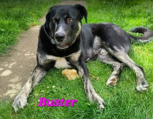 Buster a black rescue dog | 1 dog at a time rescue UK