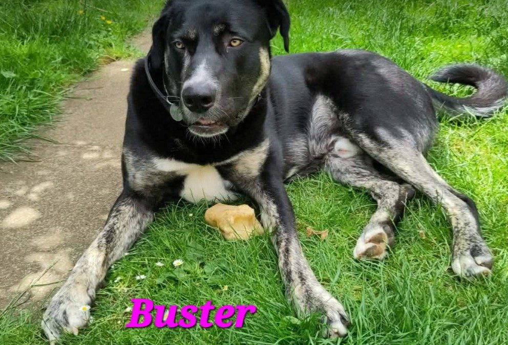 Buster – In the UK