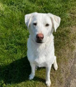 Dougie a white rescue dog | 1 dog at a time rescue UK