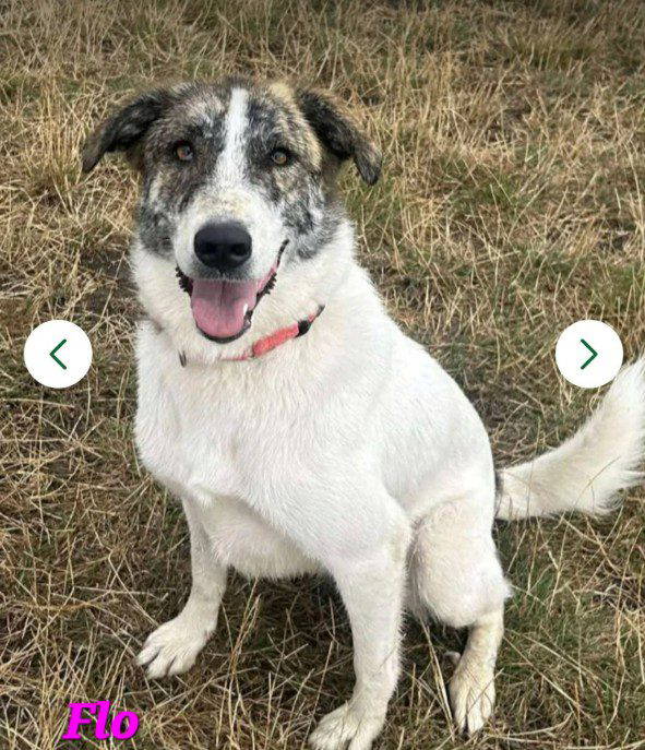 Flo a white and brown rescue dog 1_1 dog at a time rescue UK Flo a white and brown rescue dog | 1 dog at a time rescue UK