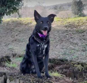 Jasmine a black rescue dog | 1 dog at a time rescue UK