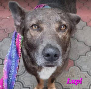 Lupi a grey rescue dog | 1 dog at a time rescue UK
