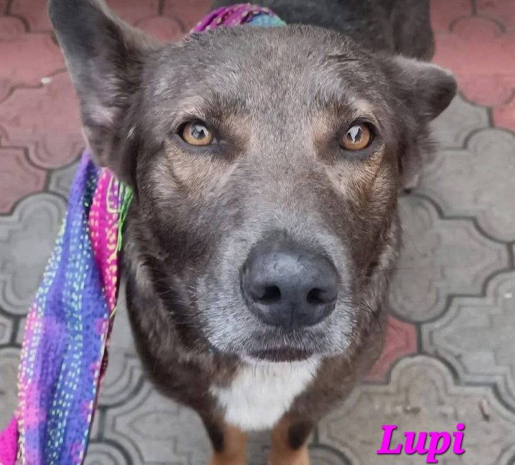 Lupi