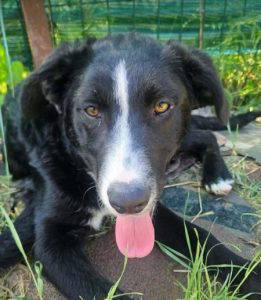 Maggie a black and white rescue dog | 1 dog at a time rescue UK