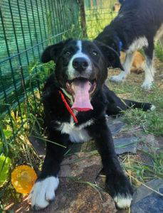 Maggie a black and white rescue dog | 1 dog at a time rescue UK