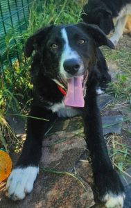 Maggie a black and white rescue dog | 1 dog at a time rescue UK