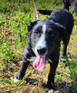Maggie a black and white rescue dog | 1 dog at a time rescue UK