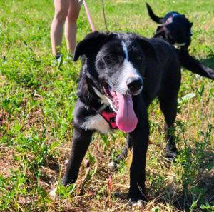 Maggie a black and white rescue dog | 1 dog at a time rescue UK