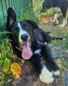 Maggie a black and white rescue dog | 1 dog at a time rescue UK