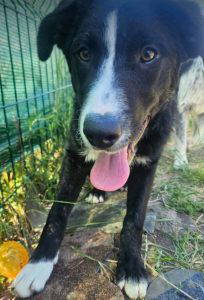 Maggie a black and white rescue dog | 1 dog at a time rescue UK