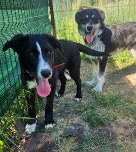 Maggie a black and white rescue dog | 1 dog at a time rescue UK