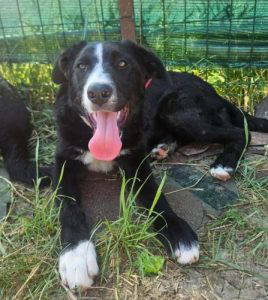 Maggie a black and white rescue dog | 1 dog at a time rescue UK