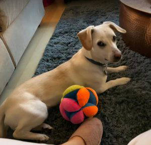 Minnie a fawn rescue dog | 1 dog at a time rescue UK