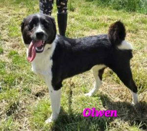 Olwen a black and white rescue dog | 1 dog at a time rescue UK