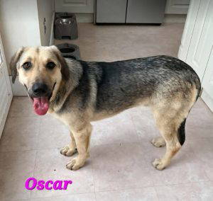 Oscar a fawn rescue dog | 1 dog at a time rescue UK