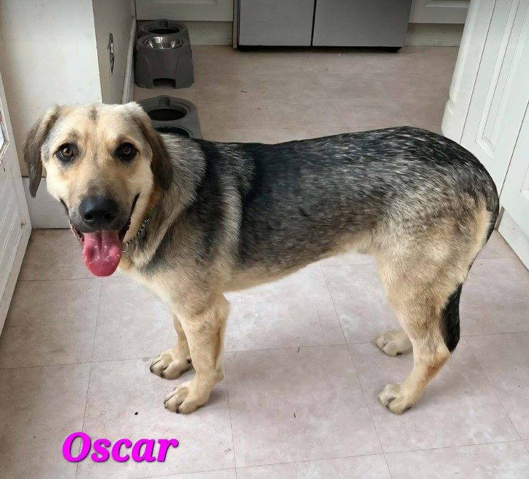 Oscar- In the UK