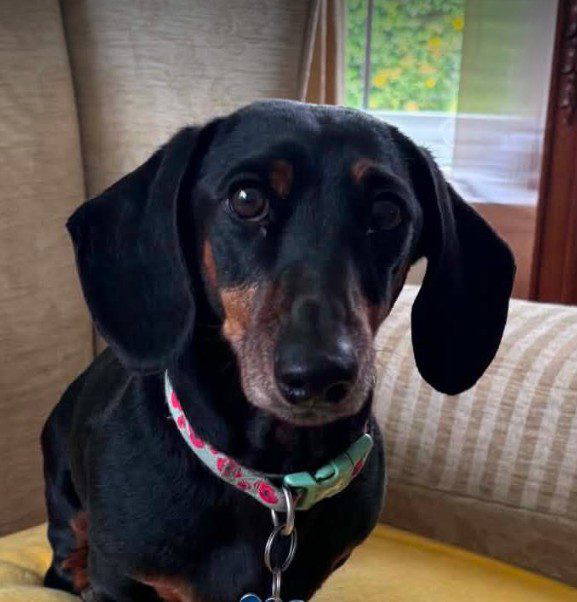 Otis – In UK Foster