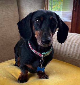 Otis a black and brown rescue dog | 1 dog at a time rescue UK
