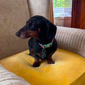 Otis a black and brown rescue dog | 1 dog at a time rescue UK