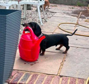 Otis a black and brown rescue dog | 1 dog at a time rescue UK