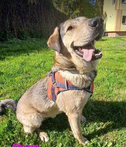 Owan a brown rescue dog | 1 dog at a time rescue UK
