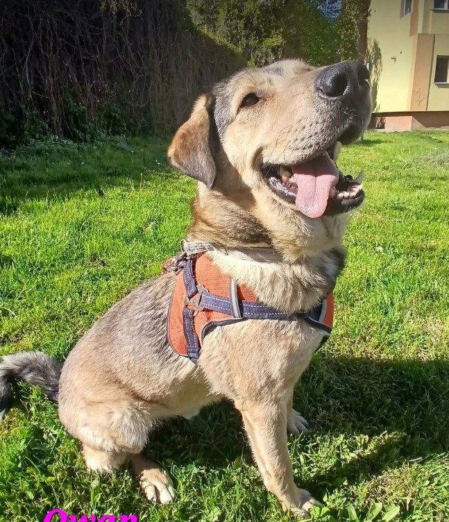 Owan a brown rescue dog 1_1 dog at a time rescue UK Owan a brown rescue dog | 1 dog at a time rescue UK