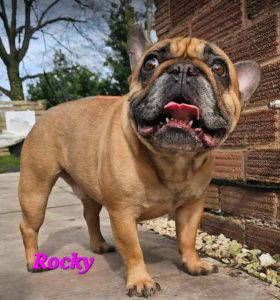 Rocky a brown rescue dog | 1 dog at a time rescue UK