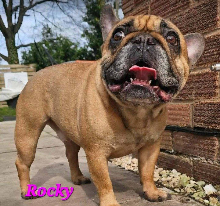 Rocky – In the UK