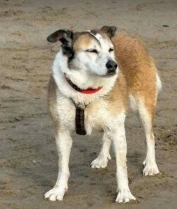 Roma a white and brown rescue dog | 1 dog at a time rescue UK