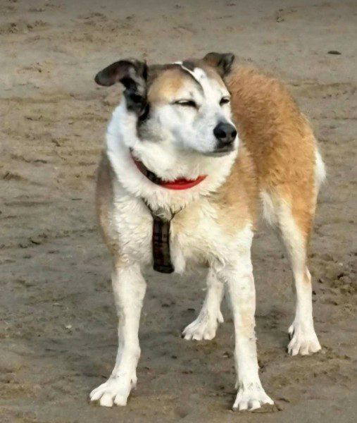 Roma a white and brown rescue dog 1_1 dog at a time rescue UK Roma a white and brown rescue dog | 1 dog at a time rescue UK