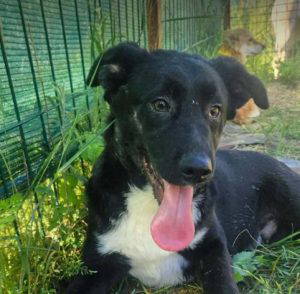 Roscoe a black and white rescue dog | 1 dog at a time rescue UK