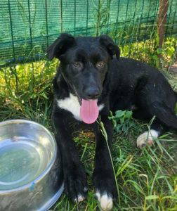 Roscoe a black and white rescue dog | 1 dog at a time rescue UK
