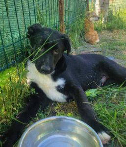 Roscoe a black and white rescue dog | 1 dog at a time rescue UK