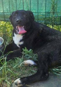 Roscoe a black and white rescue dog | 1 dog at a time rescue UK