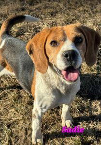 Sadie a brown and white rescue dog | 1 dog at a time rescue UK