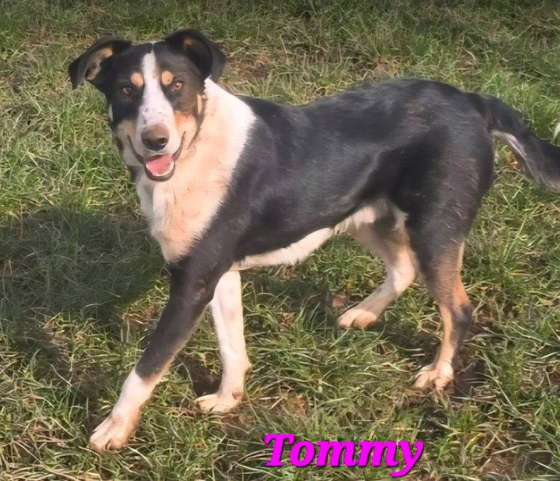 Tommy – In the UK