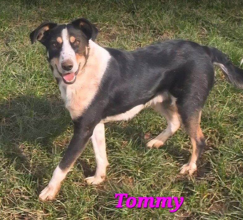 Tommy a black and white rescue dog 1_1 dog at a time rescue UK Tommy a black and white rescue dog | 1 dog at a time rescue UK