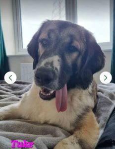 Tuke a white and brown rescue dog | 1 dog at a time rescue UK