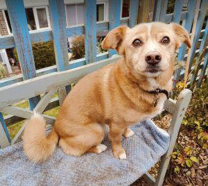 Bonnie a tan and white rescue dog | 1 dog at a time rescue UK