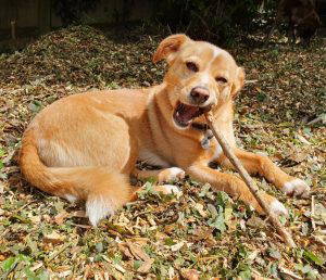 Bonnie a tan and white rescue dog | 1 dog at a time rescue UK