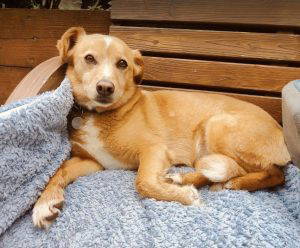 Bonnie a tan and white rescue dog | 1 dog at a time rescue UK