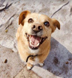 Bonnie a tan and white rescue dog | 1 dog at a time rescue UK