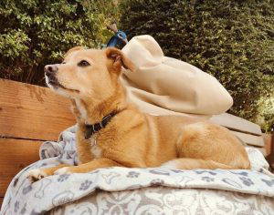 Bonnie a tan and white rescue dog | 1 dog at a time rescue UK
