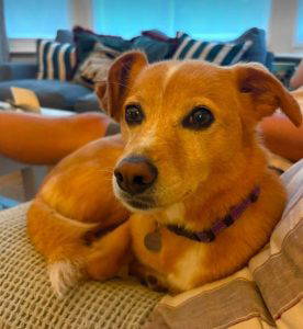 Bonnie a tan and white rescue dog | 1 dog at a time rescue UK