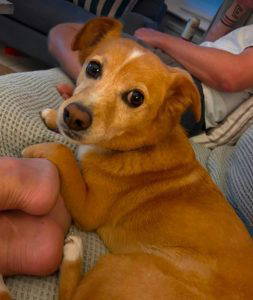 Bonnie a tan and white rescue dog | 1 dog at a time rescue UK