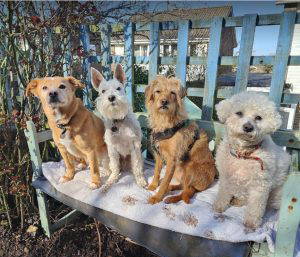 Bonnie a tan and white rescue dog | 1 dog at a time rescue UK
