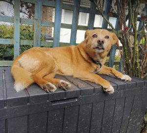 Bonnie a tan and white rescue dog | 1 dog at a time rescue UK